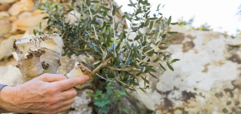 denominational affiliation